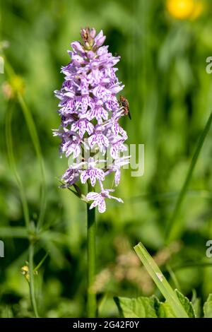 Eine gewöhnliche gefleckte Orchidee, (Dactylorhiza fuchsii) Blütenspitze nahe Ardingly Stockfoto