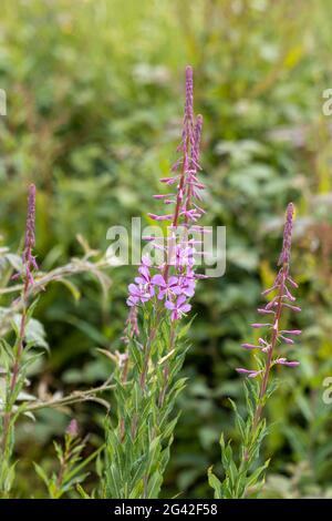 Rosebay Willowherb (Epilobium angustifolium) blüht an einem Straßenrand nahe East Grinstead Stockfoto