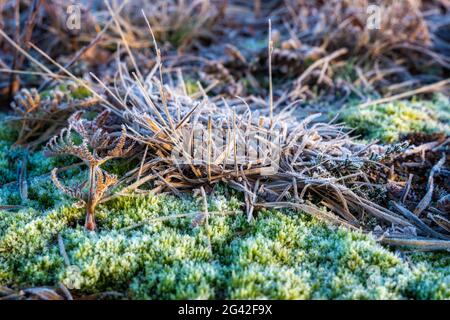 Frosty Pflanzen bei chailey Naturschutzgebiet in East Sussex Stockfoto