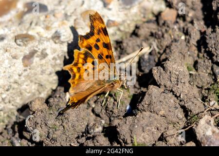 Komma (Polygonia c-Album), die im Sommer bei Sonnenschein auf dem Boden ruht Stockfoto