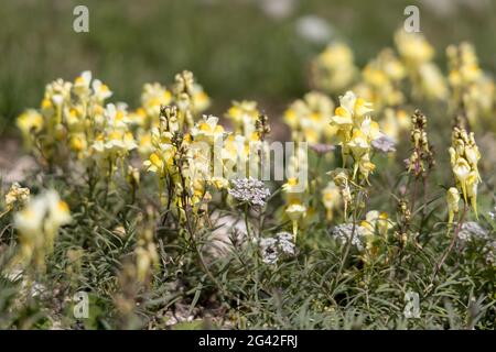 Gewöhnlicher Toadflachs, gelber Toadflachs oder Butter und Eier (Linaria vulgaris Mill.), die auf den South Downs in der Nähe von Alfriston, East Sus, wachsen Stockfoto