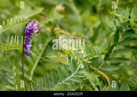 Getuftete Vetch (Vicia cracca) Blüten beginnen im Sommer zu blühen Stockfoto