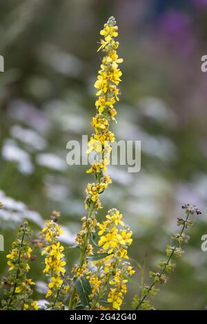 Agrimonia eupatoria wächst wild in den Dolomiten Stockfoto