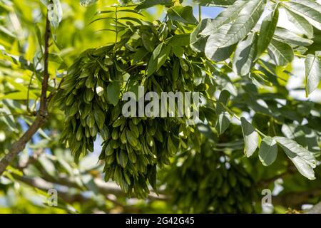 Die unreifen Früchte und Blätter der Esche (Fraxinus excelsior) oder der Europäischen Esche Stockfoto