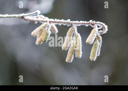 Kätzchen auf einer Hazel (Corylus avellana) Baum bedeckt mit Reif an einem Wintertag Stockfoto