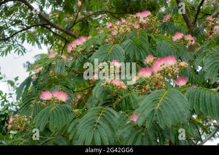 Rosa Siris (Albizia julibrissin f. rosea) Baum blüht in einem London Park Stockfoto