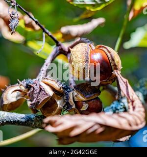 Reife Frucht des Horse Chestnut Baum gemeinhin als conkers Stockfoto