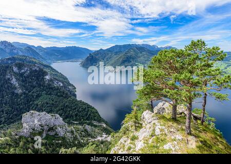 Kiefern auf dem Traunstein und Blick auf den Traunsee im Salzkammergut, Oberösterreich, Österreich Stockfoto