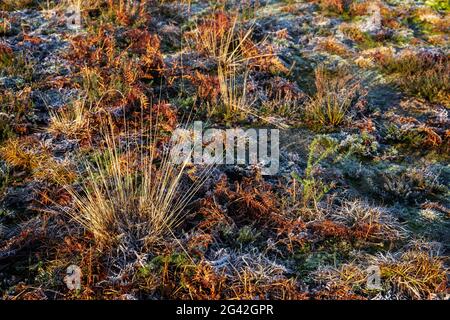 Frosty Pflanzen bei chailey Naturschutzgebiet in East Sussex Stockfoto