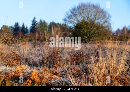 Frosty sonnigen Tag an chailey Naturschutzgebiet in East Sussex Stockfoto