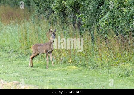 Alert junger Rüde Europäischer Hirsch (Capreolus capreolus) Stockfoto