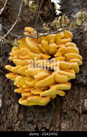 Hühnerpilz (Laetiporus sulfureus), der im Frühling auf einem Baum wächst Stockfoto