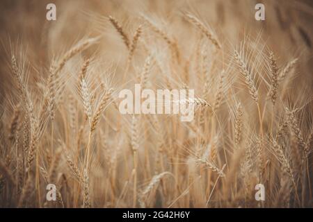 Roggenfeld in der Nähe von Kaluga, Russland Stockfoto