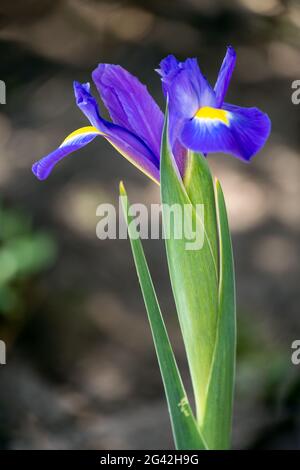 Iris blüht im Frühling in einem englischen Garten Stockfoto