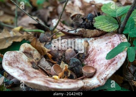 Regalpilz, auch Bracketpilz (basidiomycete) genannt, der auf einem gefallenen Baum wächst Stockfoto