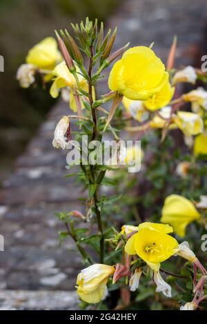 Gelbe Blüten der großblütigen Nachtkerze (Oenothera glazioviana) und Knospen am Stiel Stockfoto