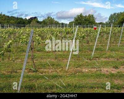 KINGSCOTE, WEST SUSSEX/UK - JUNI 13 : Weingut in Kingscote, West Sussex am 13. Juni 2020 Stockfoto