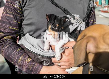 Chihuahua Welpe wird von einem männlichen kaukasischen Menschen getragen, der in einem langärmeligen grauen Pullover gekleidet ist Stockfoto