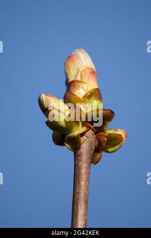 Klebrige Knospe des Horse Chesnut Tree, die in Blatt platzt Stockfoto