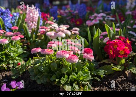 Frühlingsblumen blühen in einem Blumenbeet in East Grinstead Stockfoto