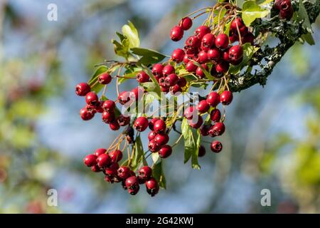 Leuchtend rote Beeren auf einem Weißdornbaum im Spätsommer Stockfoto