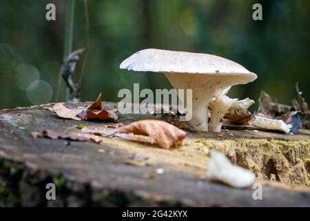 Weißer Pilz wächst auf einem verfaulenden Baumstumpf Stockfoto