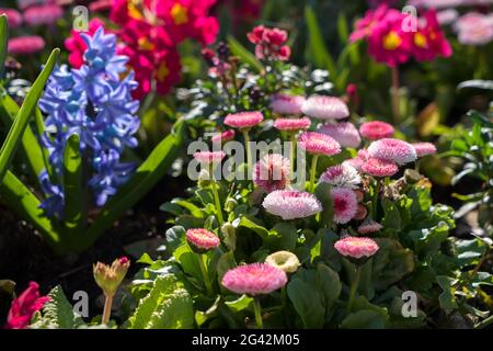 Frühlingsblumen blühen in einem Blumenbeet in East Grinstead Stockfoto