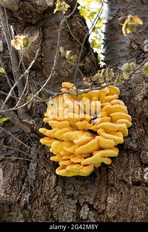 Hühnerpilz (Laetiporus sulfureus), der im Frühling auf einem Baum wächst Stockfoto
