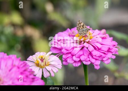 Geranium Bronze Schmetterling (Cacyreus marsalli) Fütterung auf einem Zinnia elegans Jacq. Rosa Blume in Italien Stockfoto