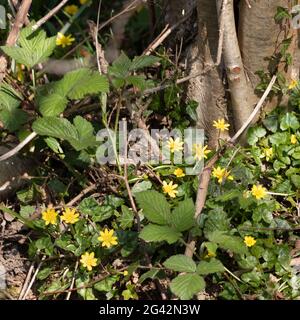 Kleiner Celandine (Ficaria verna) blüht an der Basis einiger Bäume in der Nähe von East Grinstead Stockfoto