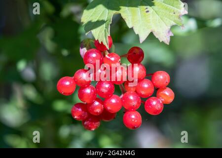 Schwarzer Haw (Viburnum opulus) Im Spätsommer viele rote Beeren produzieren Stockfoto