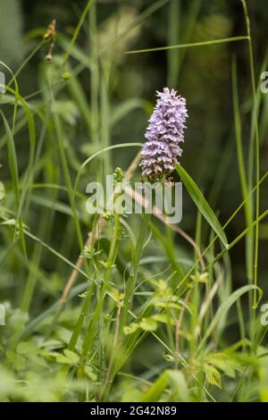 Heide gepunktete Orchidee (Dactylorhiza maculata ericetorum) blüht im Sommer Stockfoto