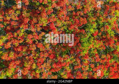 Luftaufnahme eines prächtigen roten Flammenbaums (Delonix regia), Taiohae, Nuku Hiva, Marquesas-Inseln, Französisch-Polynesien, Südpazifik Stockfoto