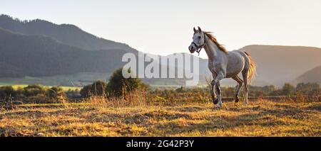 Weißes arabisches Pferd, das auf dem Grasfeld läuft, die Nachmittagssonne scheint im Hintergrund Stockfoto