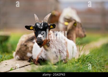 American Pygmy (Kamerun Ziege) auf dem Boden ruhend, grünes Gras in der Nähe, ein weiterer verschwommener Tierhintergrund, Nahaufnahme Detail Stockfoto