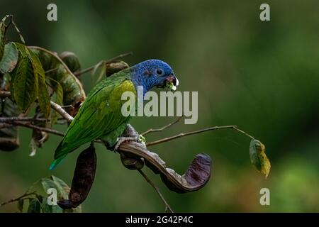 Blaukopfpapagei, die Nahrung auf einem Baum im Nebelwald von Panama isst Stockfoto