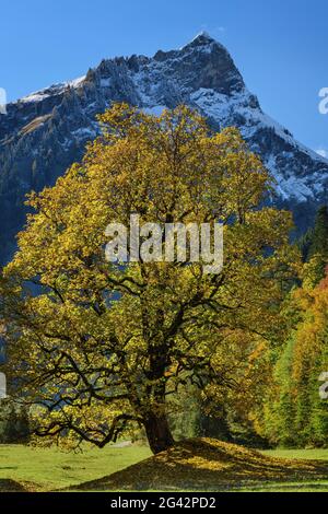 Ahorn im Herbst Blätter mit Giebel im Hintergrund, Ostrachtal, Allgäu, Allgäuer Alpen, Schwaben, Bayern, Deutschland Stockfoto