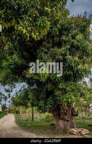 Mangobaum, Efate, Vanuatu, Südpazifik, Ozeanien Stockfoto