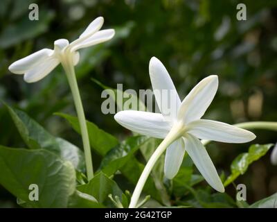 Nahaufnahme von weißen Blüten von Sambac Jasmin (Jasminum sambac) gegen üppig grüne Blätter Stockfoto