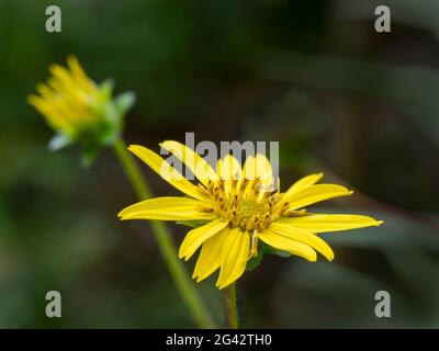 Nahaufnahme von Gelbes Gänseblümchen Stockfoto