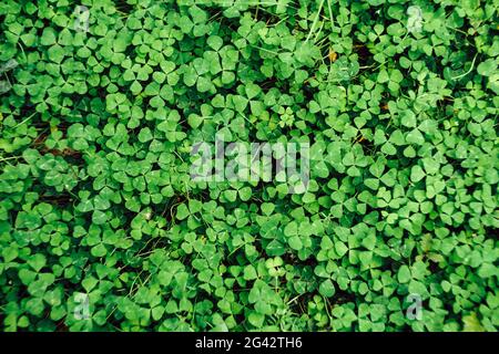 Nahaufnahme der Kleeblatt-Textur auf dem Boden, Draufsicht. Natürlicher grüner Hintergrund im Garten. Stockfoto