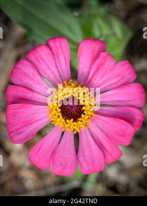 Nahaufnahme der rosa Gerbera-Gänseblümchen Stockfoto