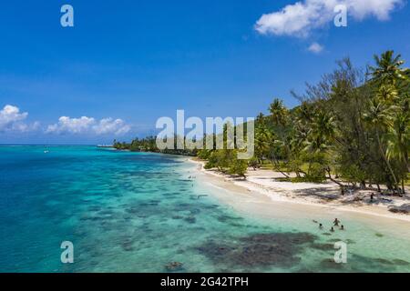 Luftaufnahme von Strand und Menschen im Wasser der Opunohu Bay, Moorea, Windward Islands, Französisch-Polynesien, Südpazifik Stockfoto