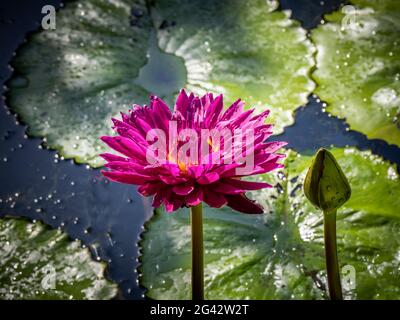 Nahaufnahme der rosa Seerose (Nymphaeaceae) gegen Seerosenpads auf der Teichoberfläche Stockfoto
