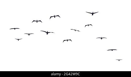 Ein Schwarm fliegender Vögel. Vorderansicht. Seevögel. Möwen oder Albatrosse. Schwarze Silhouetten von Zugvögeln mit schwarzem Gefieder. Freiheitskonzept. Illu Stockfoto