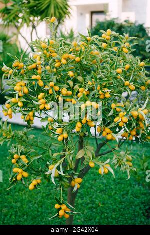 Kumquat oder Fortunella Baum mit reifen Orangenfrüchten auf Ästen im Garten. Stockfoto