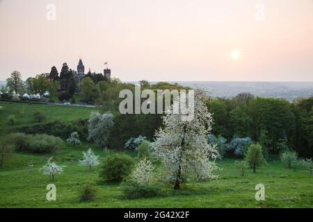 Blühende Apfelbäume auf üppiger Frühlingswiese mit Schloss Drachenburg bei Sonnenuntergang, Königswinter, Nordrhein-Westfalen, Deutschland, Europa Stockfoto