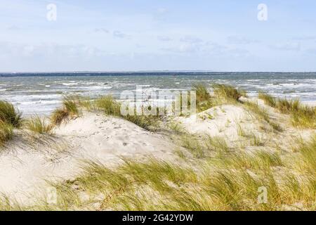 Düne vor dem Meer, Sandeier (Ammorphila), Dünengras, Nordsee, Norderney, Ostfriesland, Niedersachsen, Deutschland Stockfoto