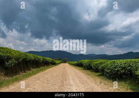 Schotterstraße führt durch die Gisakura Teeplantage mit Bergen des Nyungwe Forest National Park dahinter, in der Nähe von Gisakura, Western Province, Rwan Stockfoto