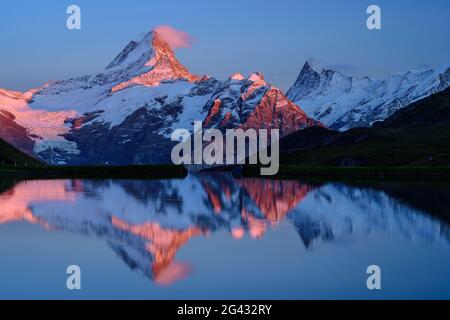 Schreckhorn und Finsteraarhorn im alpenglow spiegeln sich im Bergsee, Bachalpsee, Grindelwald, Berner Oberland, UNESCO-Weltnaturerbe S Stockfoto